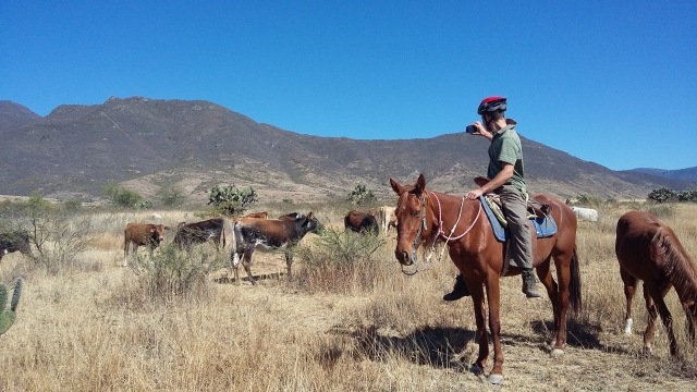  We have docile horses 