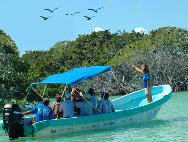 Admirez les mangroves 
