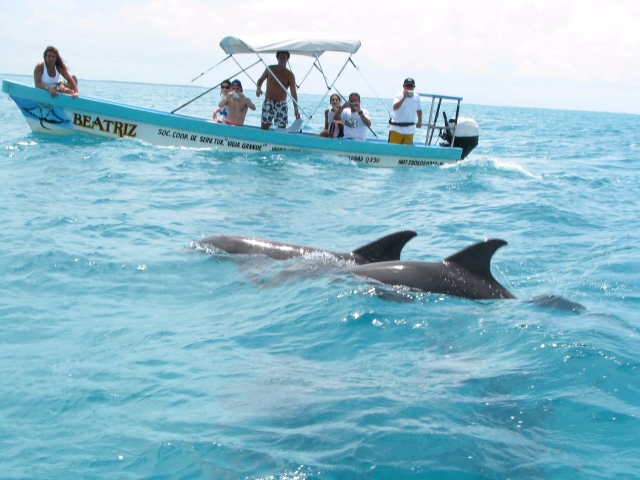  Voyez les dauphins 