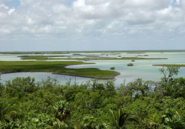 Apprenez à connaître la mangrove principale 