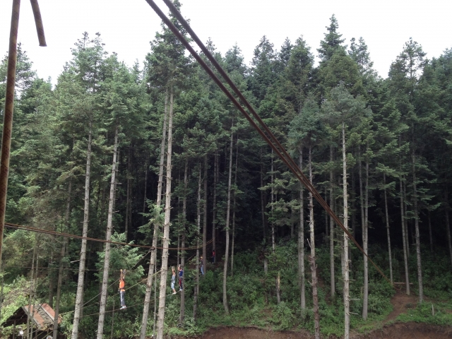  Veja o circuito inteiro no meio da floresta 