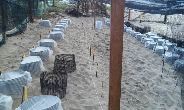  Il sistema delle uova di tartaruga 