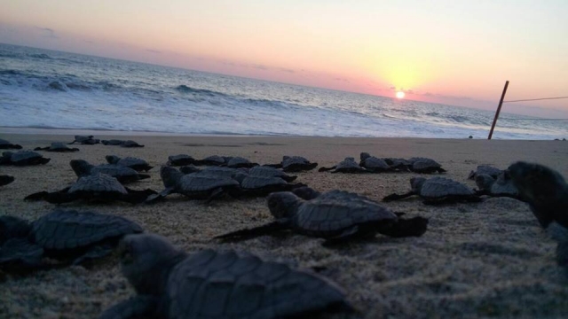  Rilasciare le tartarughe 