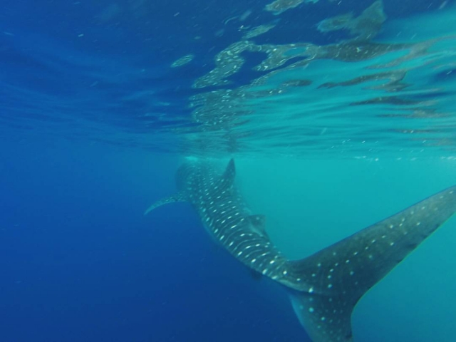  Meet the spotted shark 