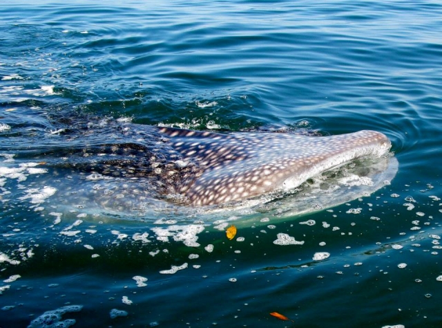  Rising to the surface