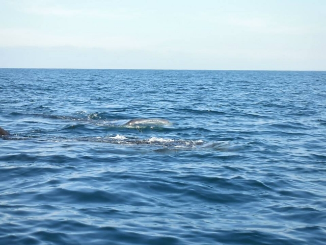  Getting to know the marine fauna 