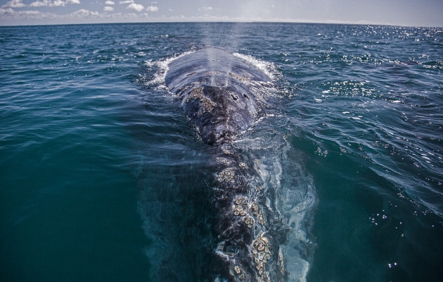  Look at the dimensions of the whale 