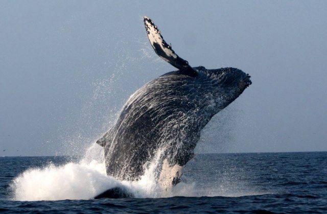  Gray whale jump