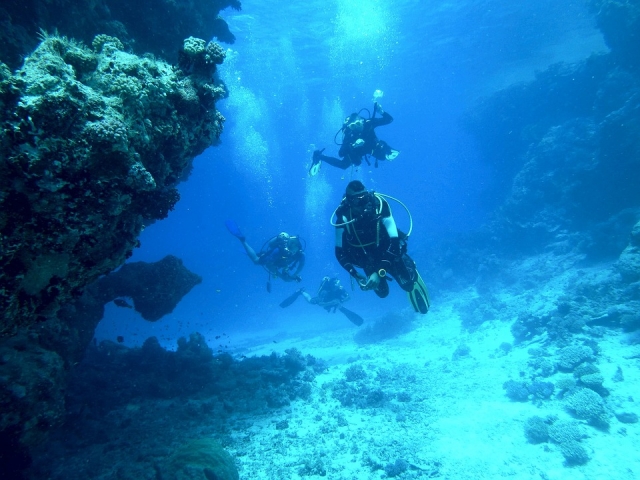  Dive with our team 