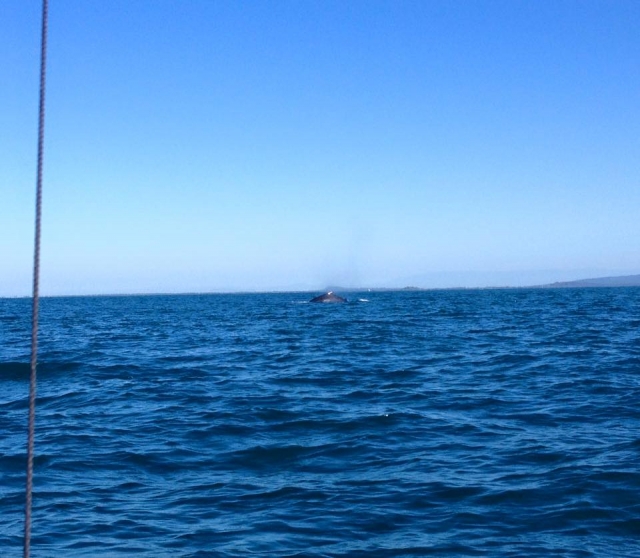  The whale leaving 
