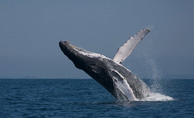  Look at the gray whale 