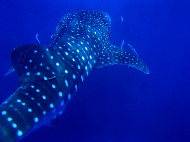  Look at its remoras 