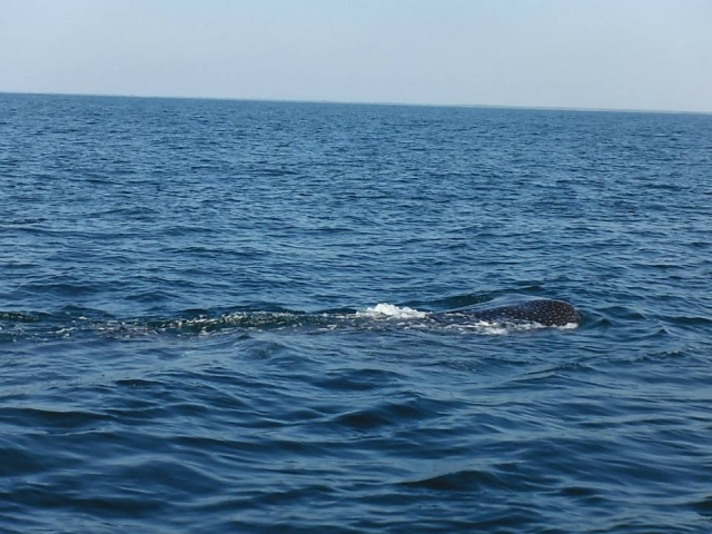  Swim with the whale 