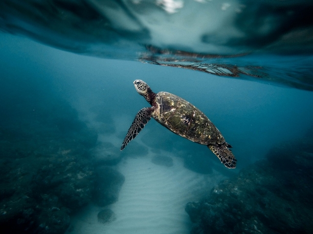  Only if you dive will you be able to see the animals 