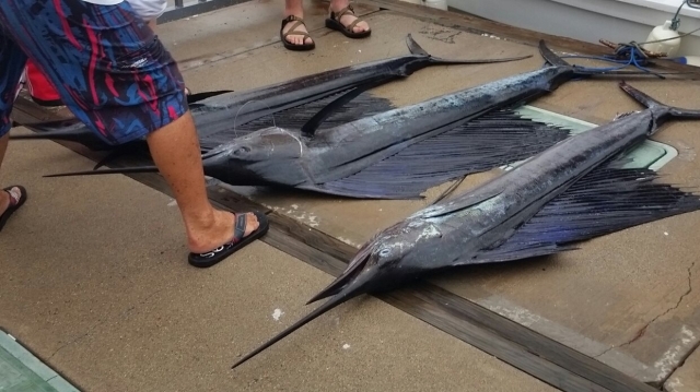  Conheça a fauna na pesca 