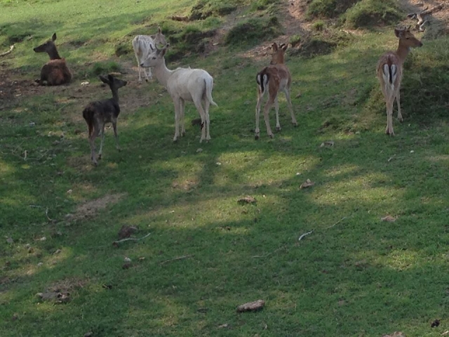  Und alle Tiere
