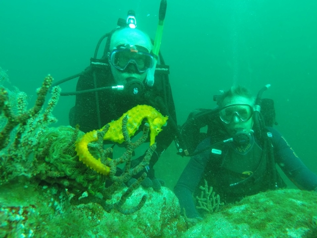 Learn to dive 