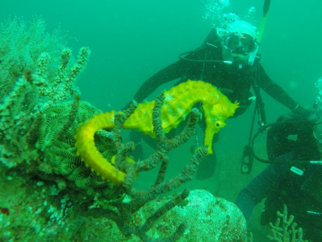  Dive and see everything 