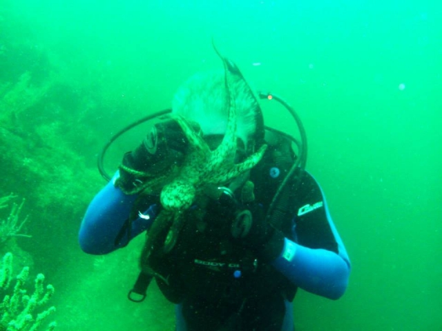  Getting to know the octopus 