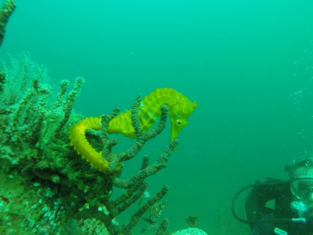  Look to the sea horse