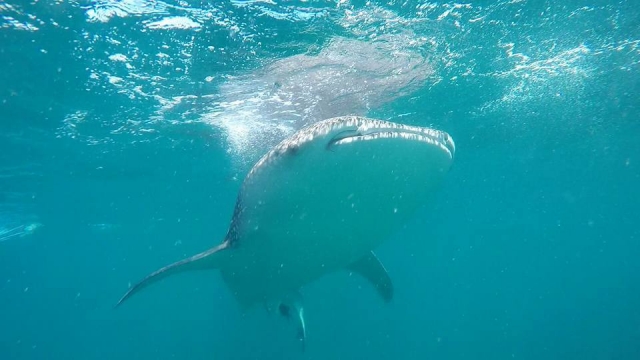 Get to know this animal 