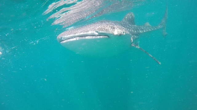  Apprenez-en plus sur le requin baleine 