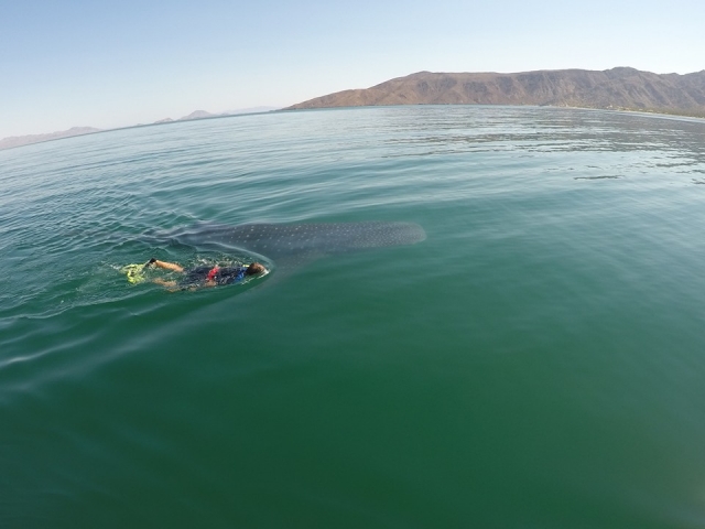  Nagez avec le requin baleine 