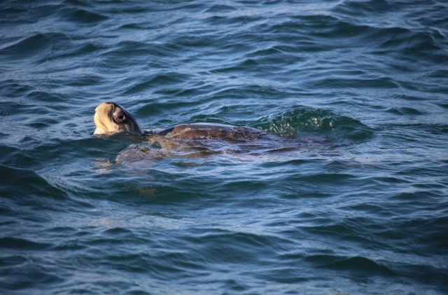  The turtle walking 