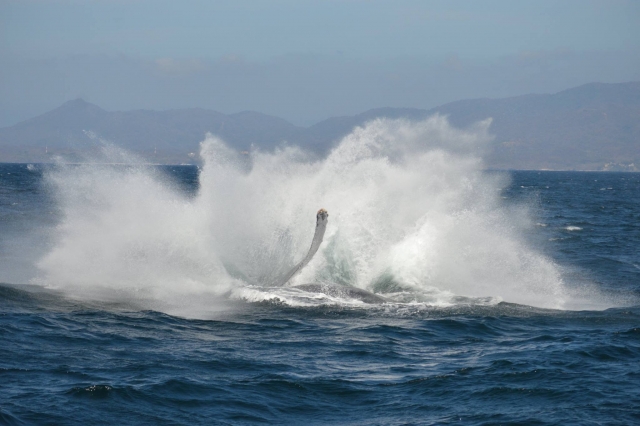 Gray whale 