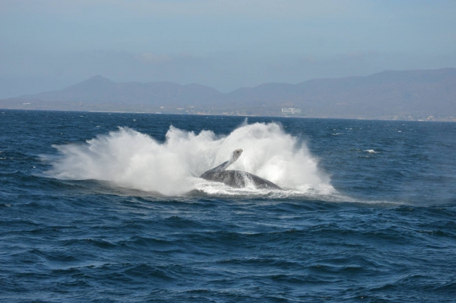  The gray whale 