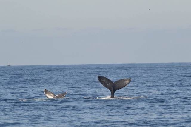  Look at all the whales 
