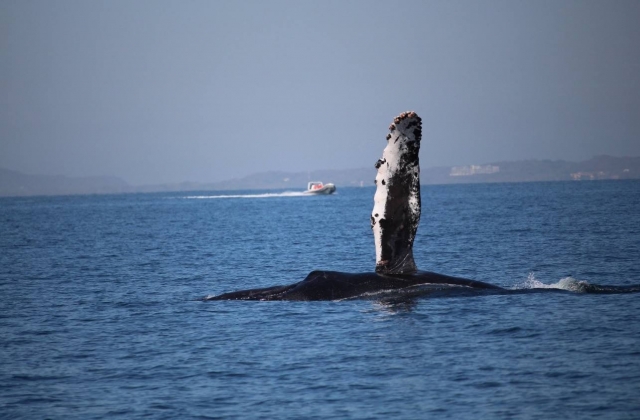  Say hello to the whale 