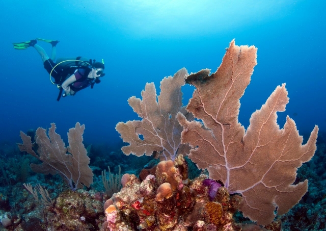  Immergiti tra tutti i coralli 