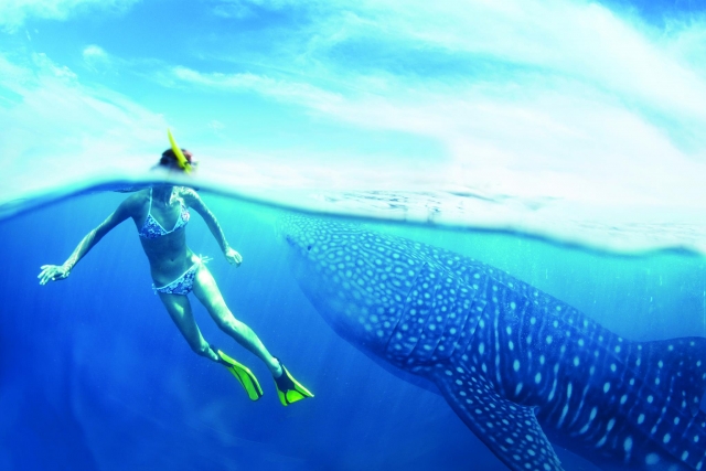  Fare snorkeling osservando lo squalo balena 