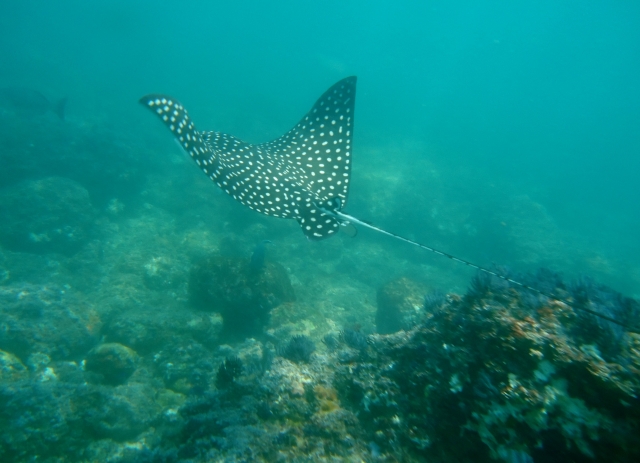  Voir la raie manta 