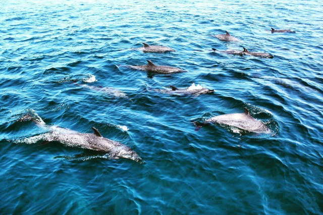  Apprenez à connaître les dauphins 
