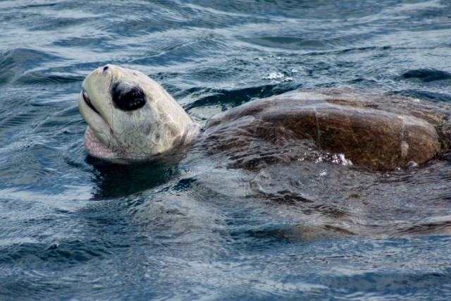  La tortue sort pour vous dire bonjour 
