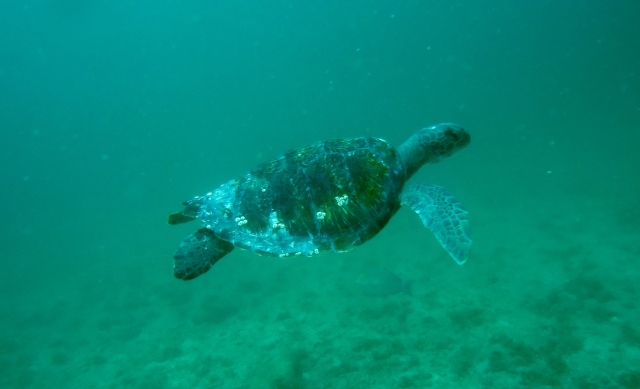  Observez les tortues 