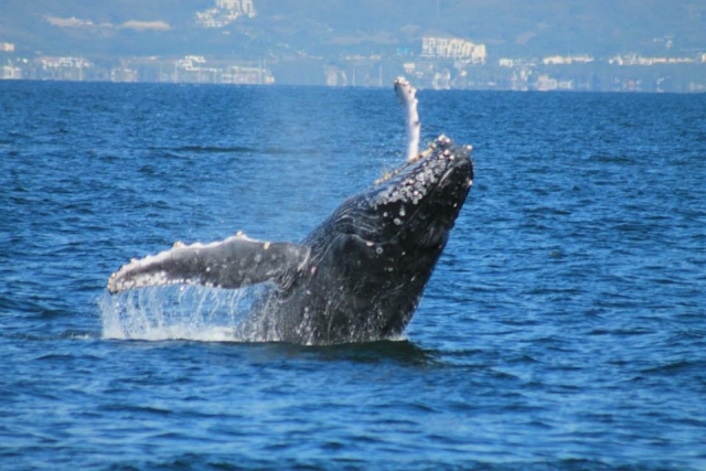  Baleine à bosse 