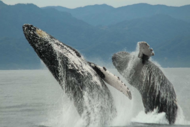  Duo de baleines 