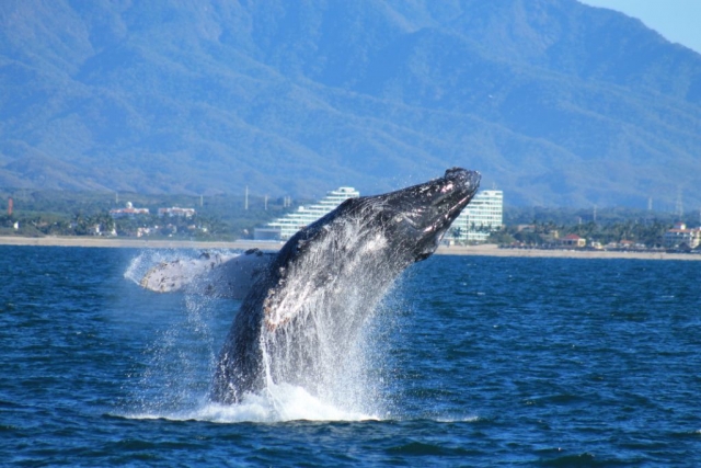 Baleine à bosse 