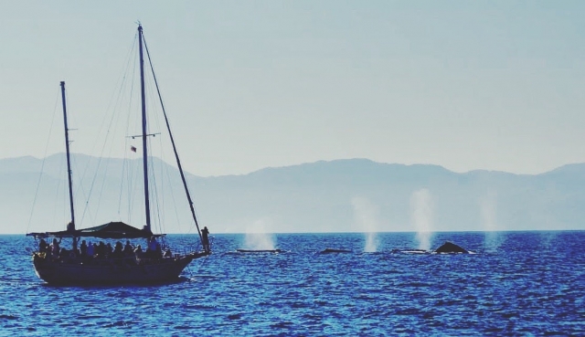  Whale Watching 