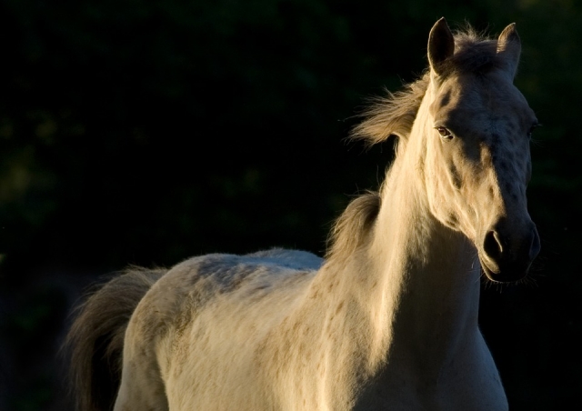 Cada caballo esta bien alimentado