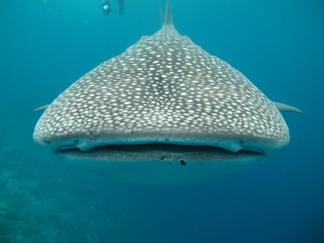  Swim with whale shark 