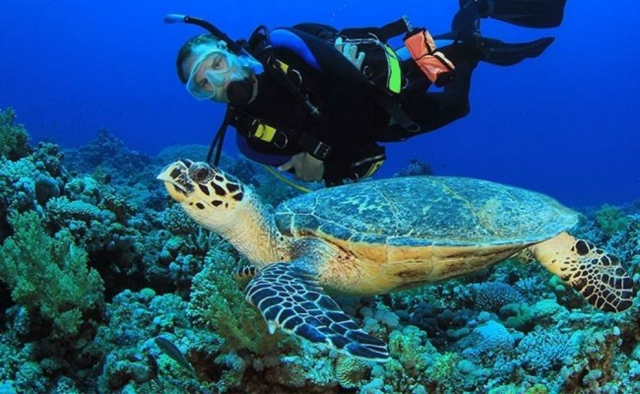  Discover underwater life 