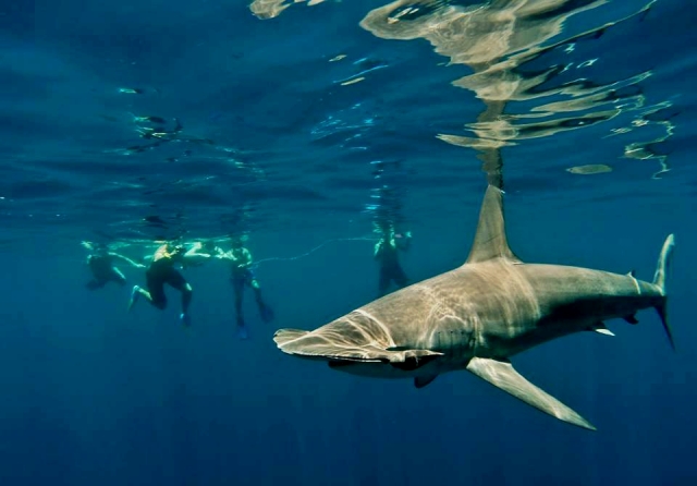  Underwater Adrenaline 