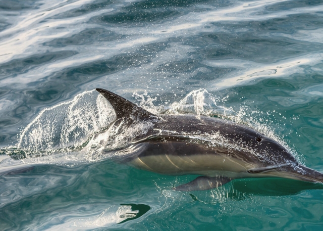 Dolphin Watching 