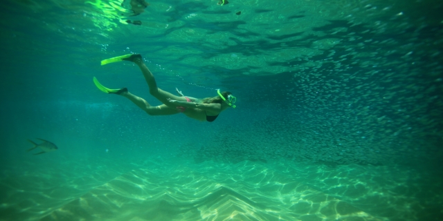 Osservazione della diversità marina 