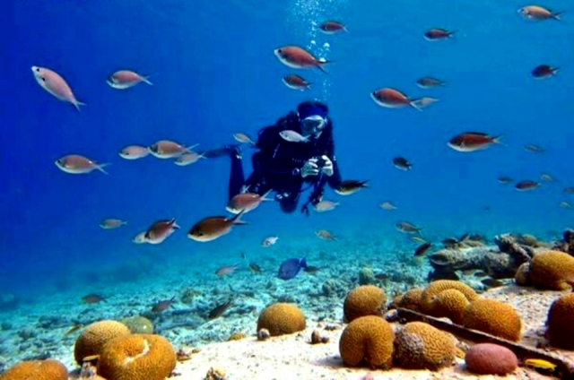 Peces de colores