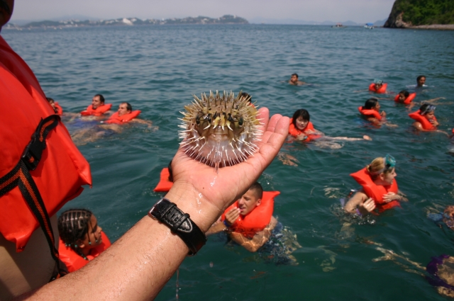 snorkel 